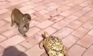 乌龟在地面慢慢爬行，猴子的举动，让周围的游客笑到扶墙