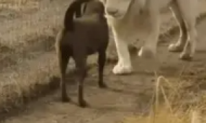 狗狗前来道别，狮子一把拉住狗狗的前腿，亲上了……