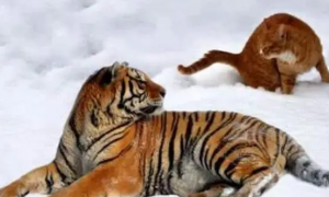 为什么老虎怕猫