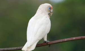 白色带淡蓝色的鹦鹉品种