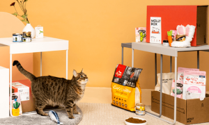 [原创]签约｜新锐品牌「MollyBox魔力猫盒」选择班牛，开启宠物产品零售新模式！