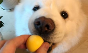 狗能吃鸡蛋黄吗