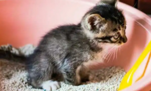 幼猫多大可以自己大小便