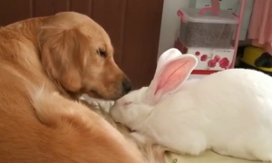 狗能和兔子一起养吗?