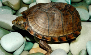 麝香龟不会游泳只会在水底爬