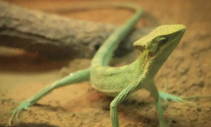 基因编辑技术首次用于爬行动物 制造出白化蜥蜴