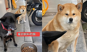 两只“贪吃汪”面对狗粮，一副非常嫌弃的样子：这是给狗吃的吗？