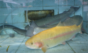 东江湖鱼的种类