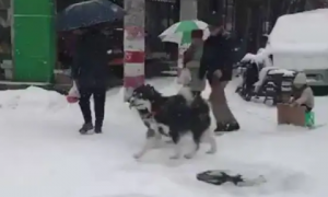 哈士奇见到雪后，立马摆脱往日犯二形象，变身成为真正雪橇犬