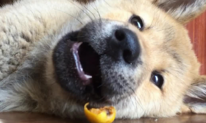 狗能吃枇杷吗
