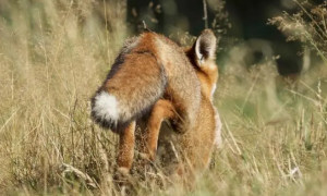 狐獴幼崽多少钱一只