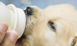 狗能喝纯牛奶吗