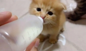 怎么教猫从奶瓶改吃碗