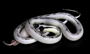 白色带黑点的蛇图片