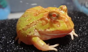 角蛙品种之各类角蛙饲养方式