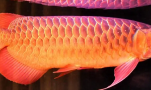 红龙鱼发色过程