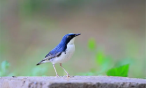 蓝歌鸲吃什么鸟食
