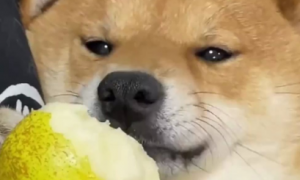 狗能吃梨吗