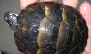 东部锦龟能长多大