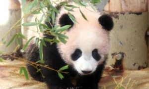 中国大熊猫，如何在日本成了“顶流”？