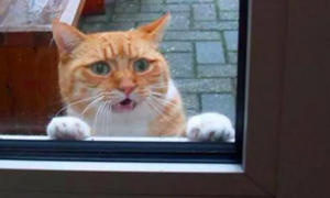 为什么猫被关在门外一直叫