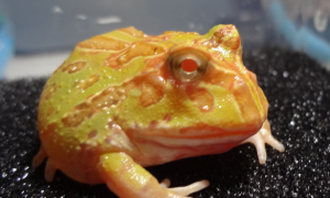 角蛙——容易饲养的最萌大胃王！