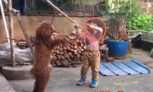 熊孩子单挑泰迪狗，家长一旁看笑话，打不赢的他使出必杀技：哭！