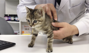 小猫打的狂犬疫苗多少钱