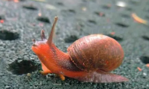 蜗牛是益虫还是害虫？有什么价值？