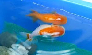 金鱼繁殖的全过程图解