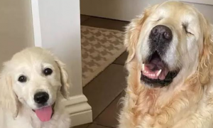 大金毛因病失去双眼，却依然开心快乐，因为它有自己的“导盲犬”
