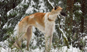 俄罗斯中亚猎狼犬是什么品种