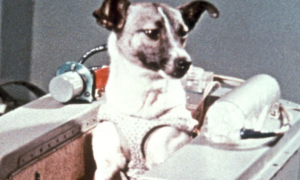 太空狗莱卡是什么品种