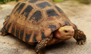 饼干陆龟是保护动物吗