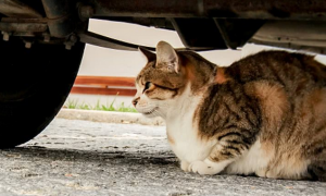 猫咪带孩子躲货车底下不愿离开，走近一看，发现它的眼睛有泪痕