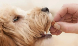 狗狗可以吃板栗吗