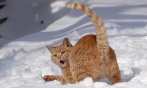 主人带猫出去看雪，但刚一出门猫咪却快“崩溃”了