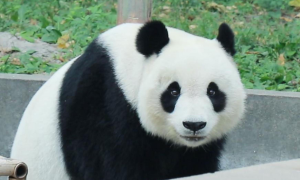 大熊猫成为全球保护动物的象征