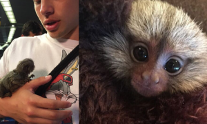 球星安东尼-戴维斯饲养一只世界上最小的宠物猴 雇专职保姆照料