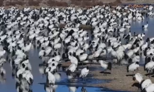 黑颈鹤、白尾海雕、花脸鸭……西藏越冬水鸟种类和种群数量稳定上升