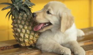 小狗能吃菠萝吗