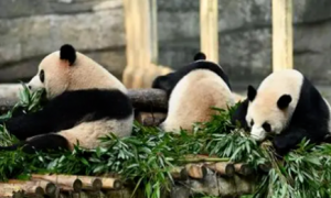 大熊猫为什么离不开竹子？