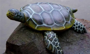 乌龟能活1000年吗