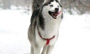西伯利亚雪橇犬为什么叫哈士奇