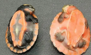 桃红侧颈龟和圆澳龟的区别