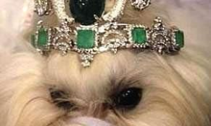 太土豪了！泰国男子花费一亿元给狗狗做皇冠