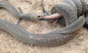 澳洲毒性最强两蛇街头对决：棕蛇缠住并吞下黑蛇