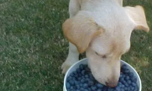 狗能吃蓝莓吗