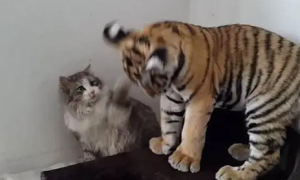 为什么猫不怕老虎