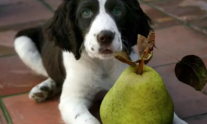 狗能吃梨子吗